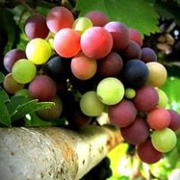 210 x 210: FOOD - DRINK - WINE - GRAPES