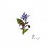 borage