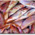  Steamed Koutsomoura (red mullet family) with garlic and rosemary 