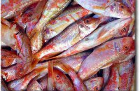  Steamed Koutsomoura (red mullet family) with garlic and rosemary 